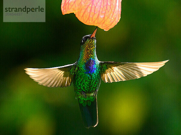 Fiery Throated hummingbird  Costa Rica  Central America