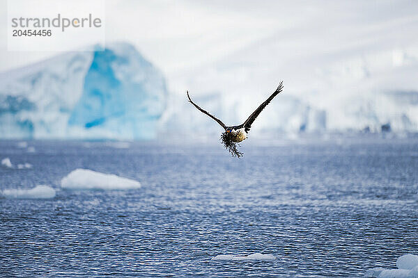 An Antarctic shag (Leucocarbo bransfieldensis) carries sea moss in the Antarctic Peninsula  Polar Regions