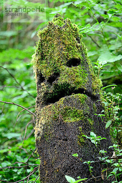 Moss covered stump  Costa Rica  Central America