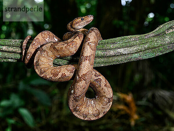 Tree Boa  Costa Rica  Central America