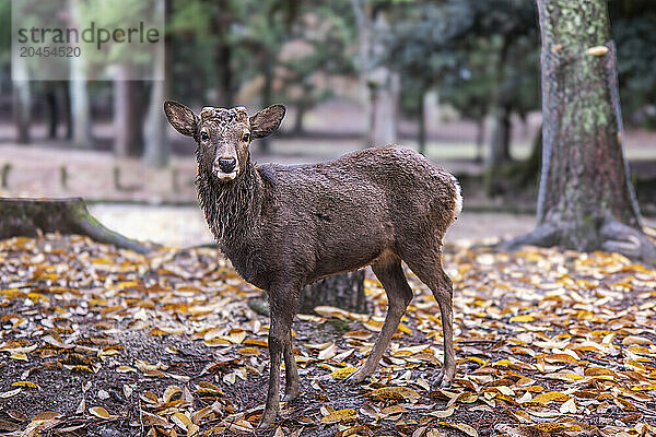 A deer stands amidst a dense forest in Nara  Honshu  Japan  Asia