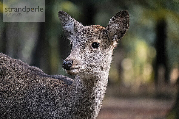 A photo capturing a deer up close in the forest of Nara  Honshu  Japan  Asia