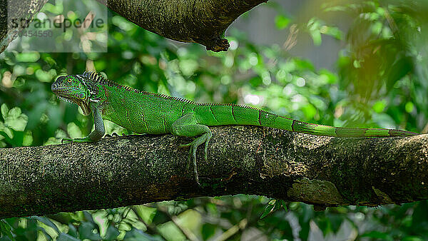 Green Iguana  Costa Rica  Central America