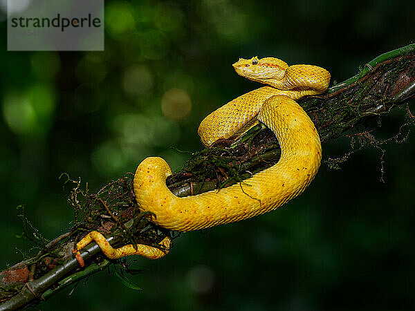 Eyelash Viper  Costa Rica  Central America