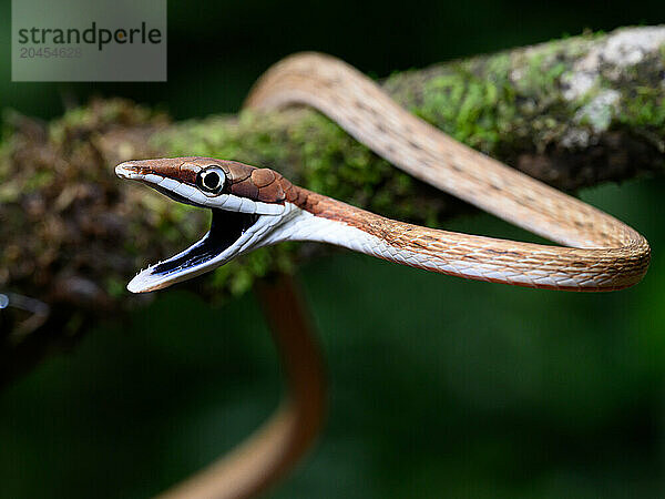 Brown Vine Snake  Costa Rica  Central America