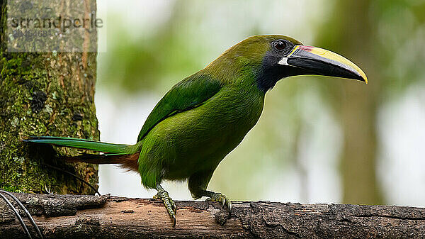 Emerald Toucanet  Costa Rica  Central America