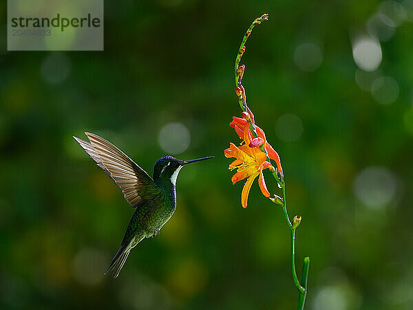 White throated mountain gem  Costa Rica  Central America