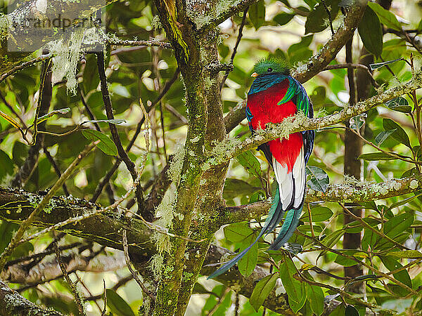 Resplendent Quetzal  Costa Rica  Central America