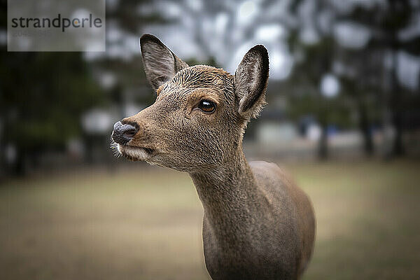 A close-up photo capturing the details of a deer with a blurred background  Nara  Honshu  Japan  Asia