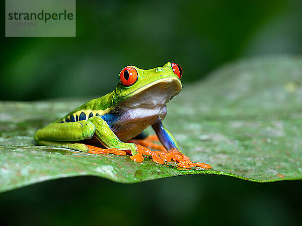 Red Eyed Tree Frog  Costa Rica  Central America