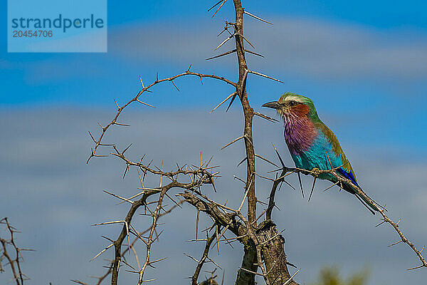 View of a Lilac-breasted Roller in a tree on game drive in Kruger National Park  South Africa  Africa