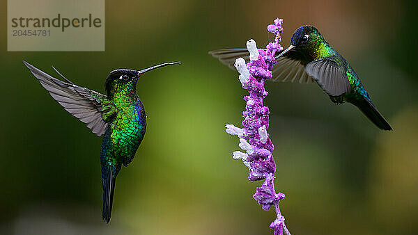 Fiery Throated hummingbird  Costa Rica  Central America