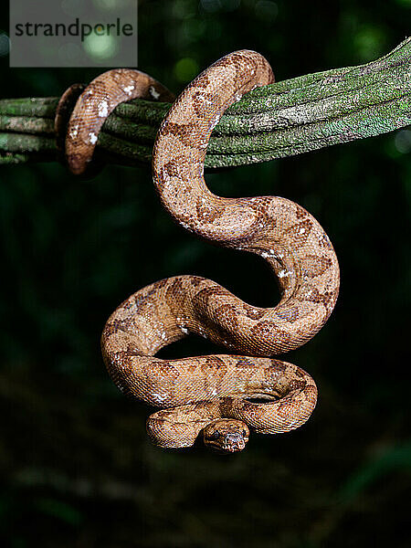 Tree Boa  Costa Rica  Central America