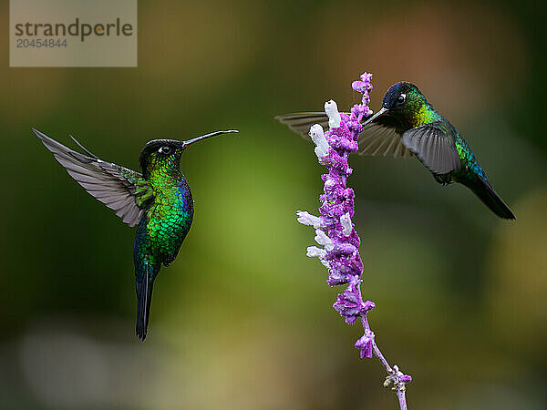 Fiery Throated hummingbird  Costa Rica  Central America