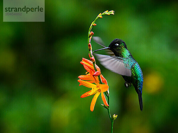 Fiery Throated hummingbird  Costa Rica  Central America