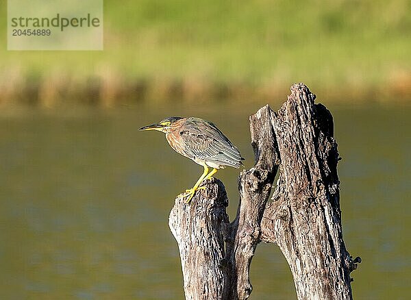 Green Heron (Butorides virescens) at Spittal Pond  Smiths  Bermuda  North Atlantic  North America