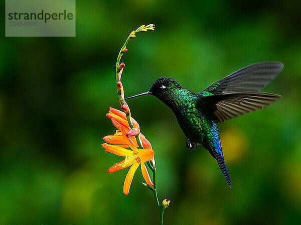 Fiery Throated hummingbird  Costa Rica  Central America