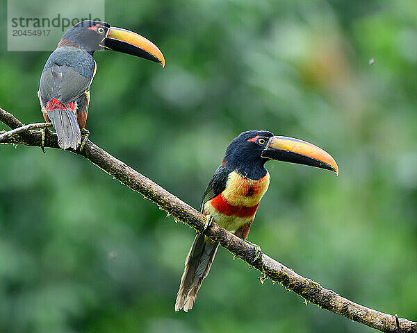 Fiery billed Aracari  Costa Rica  Central America