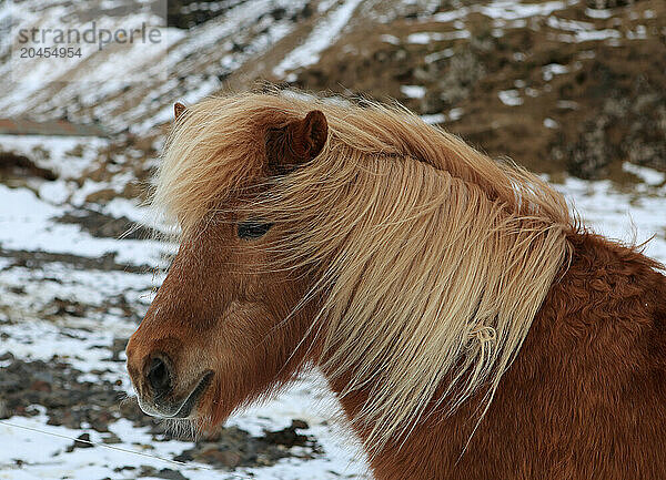 Icelandic pony  Iceland  Polar Regions