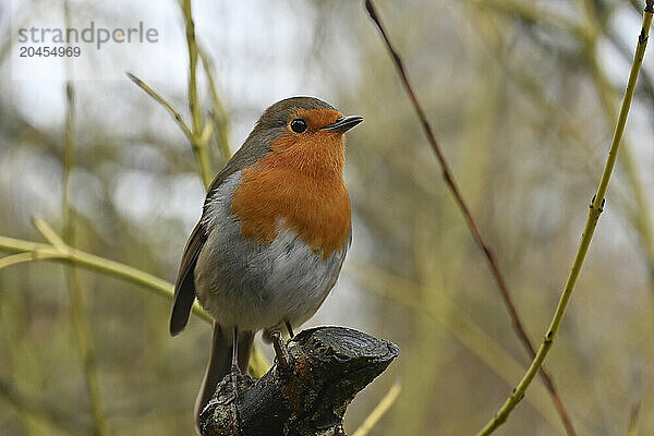 European Robin  United Kingdom  Europe