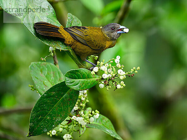 Grey Headed Tanager  Costa Rica  Central America