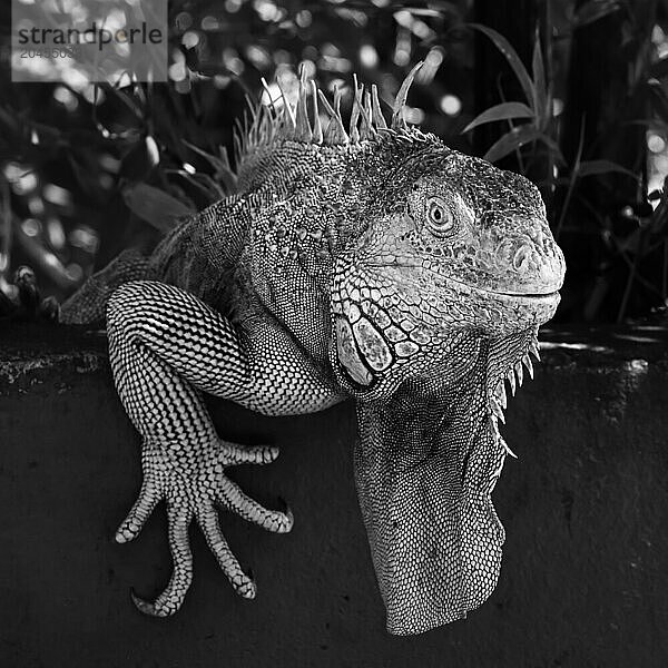 Green Iguana  Costa Rica  Central America