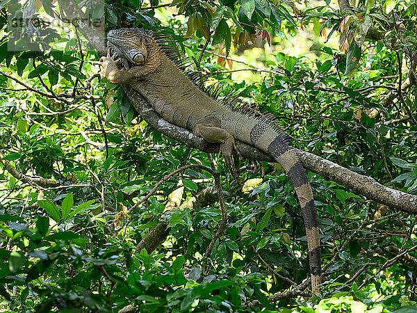 Green Iguana  Costa Rica  Central America