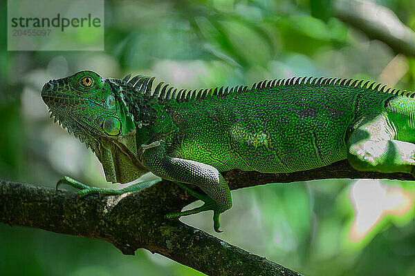 Green Iguana  Costa Rica  Central America