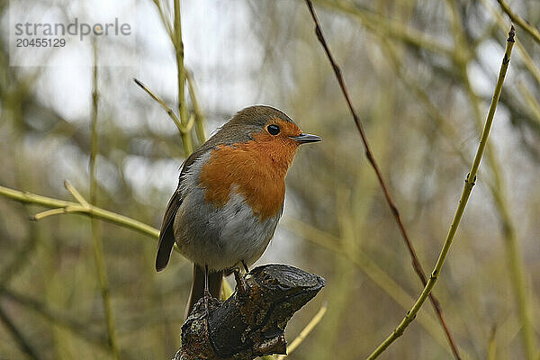 European Robin  United Kingdom  Europe