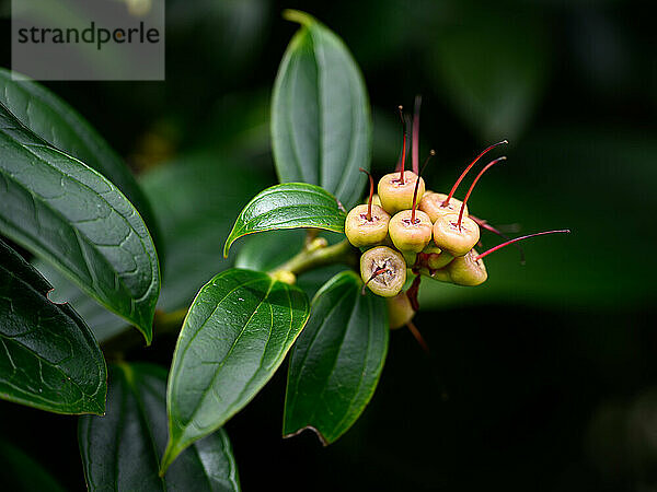 Cloud Forest Flowers  Costa Rica  Central America