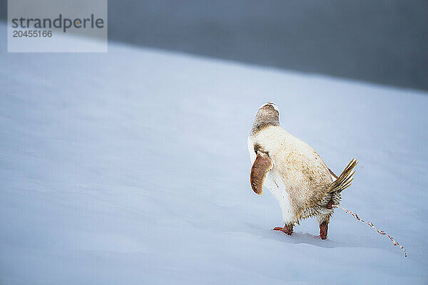 A Gentoo penguin (Pygoscelis papua)  with a rare condition  leucism  in the Antarctic Peninsula  Polar Regions