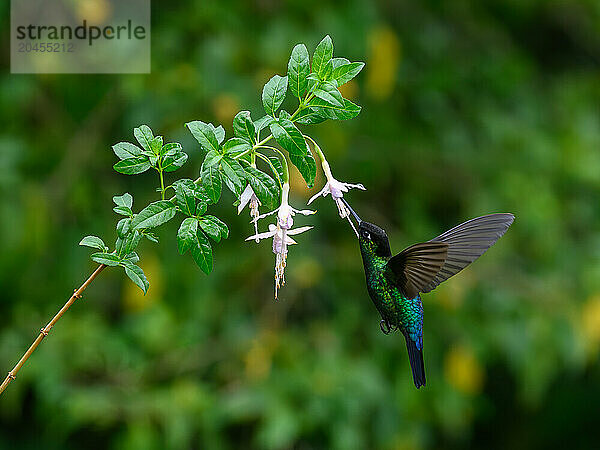 Fiery Throated hummingbird  Costa Rica  Central America