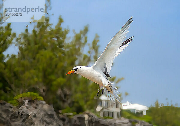 White Tailed Tropicbird (Phaethon lepturus)  a seabird known as the Longtail  found in the Pacific  Atlantic and Indian Oceans  Bermda  North Atlantic  North America