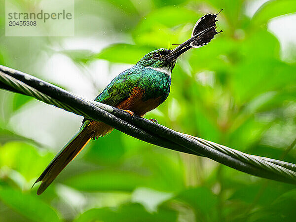 Rufous Tailed Jacamar  Costa Rica  Central America