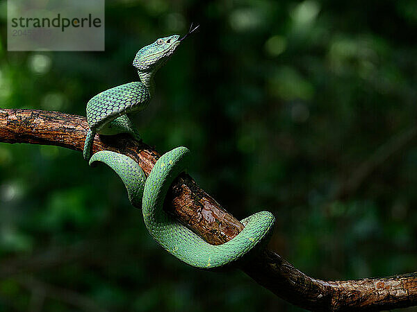 Pit Viper  Costa Rica  Central America