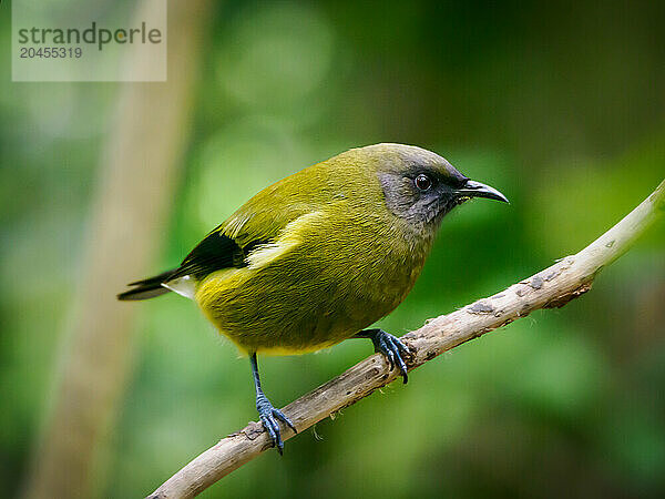 A bellbird  one of New Zealand's most melodious native songbirds  on Tiritiri Matangi sanctuary island  Hauraki Gulf  North Island  New Zealand  Pacific