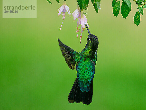 Fiery Throated hummingbird  Costa Rica  Central America