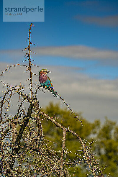 View of a Lilac-breasted Roller in a tree on game drive in Kruger National Park  South Africa  Africa