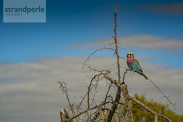 View of a Lilac-breasted Roller in a tree on game drive in Kruger National Park  South Africa  Africa