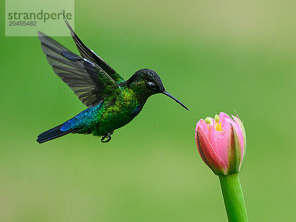 Fiery Throated hummingbird  Costa Rica  Central America