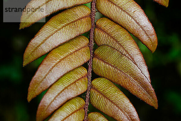 Leaf detail  Cloud Forest  Costa Rica  Central America