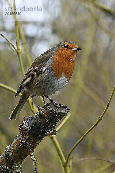 European Robin  United Kingdom  Europe