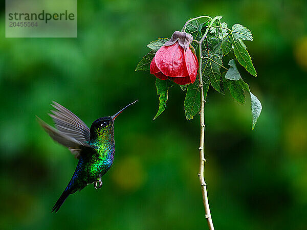 Fiery Throated hummingbird  Costa Rica  Central America