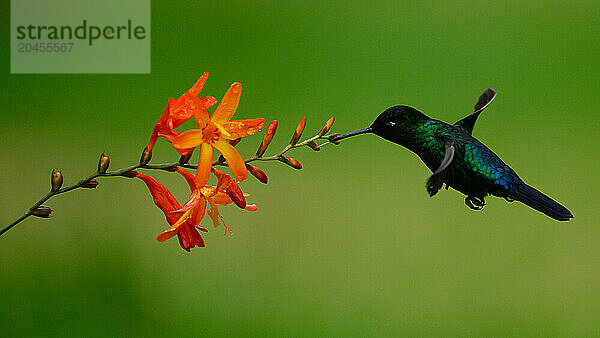 Fiery Throated hummingbird  Costa Rica  Central America