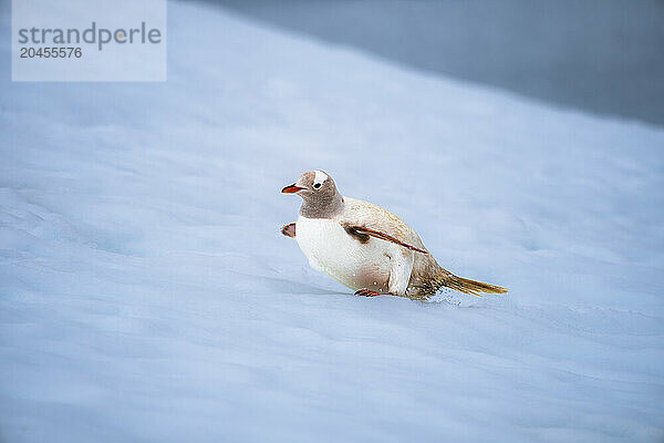 A Gentoo penguin (Pygoscelis papua)  with a rare condition  leucism  in the Antarctic Peninsula  Polar Regions