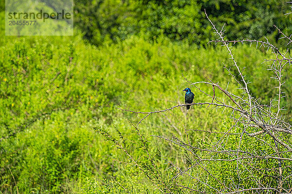 View of Greater Blue-eared Starling in Hluhluwe-Imfolozi Park (Umfolozi)  the oldest nature reserve in Africa  KwaZulu-Natal Province  South Africa  Africa