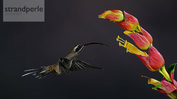 Long billed hermit hummingbird  Costa Rica  Central America