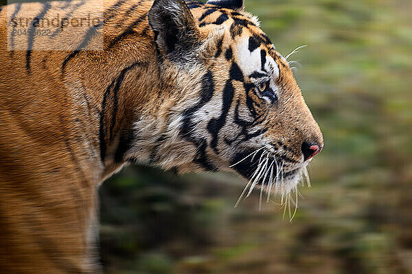 Royal Bengal Tiger  India  Asia