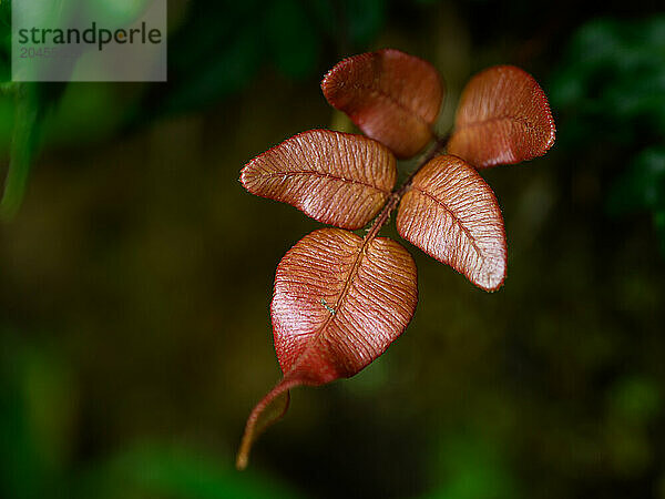 Leaf detail  Cloud Forest  Costa Rica  Central America