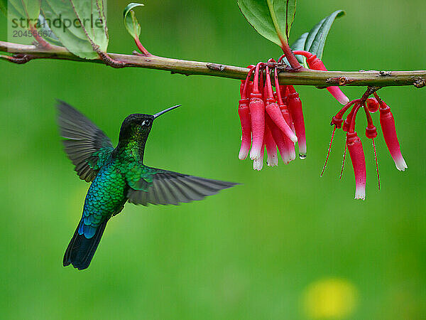 Fiery Throated hummingbird  Costa Rica  Central America